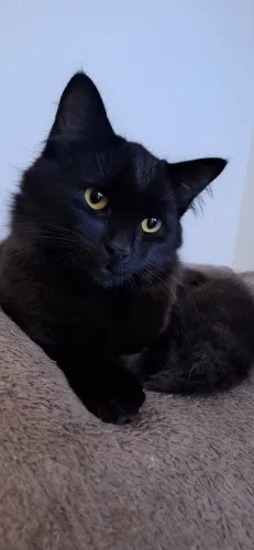 Gato para adoção
