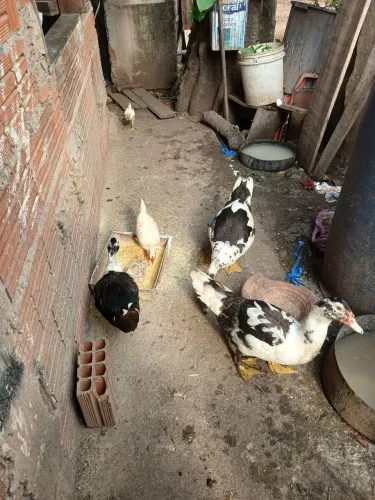 Patos