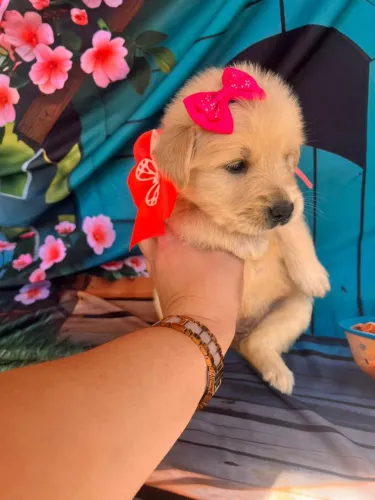 Golden retriever machos e fêmea linda