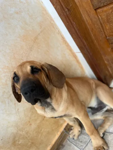 Filhote Fila Brasileiro