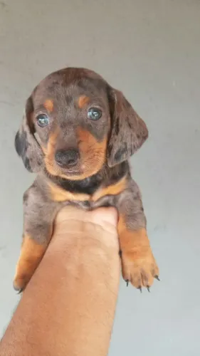 Basset teckel a pronta entrega