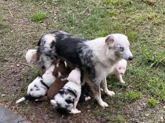 Filhotes de Border Collie