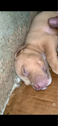 Pitbulls 