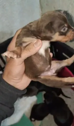 Pinscher filhotes com a mãe