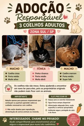 Adoção responsável - 3 coelhos adultos em São Paulo