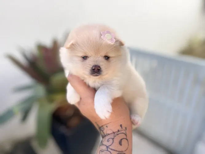 Mini Lulu fêmea com pedigree