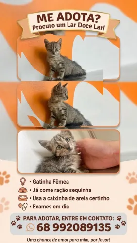 Gatinha fêmea pra adoção