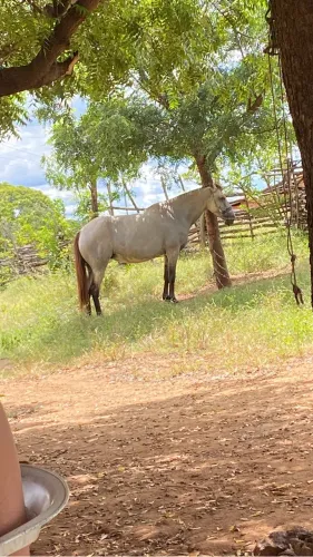 Égua a venda 