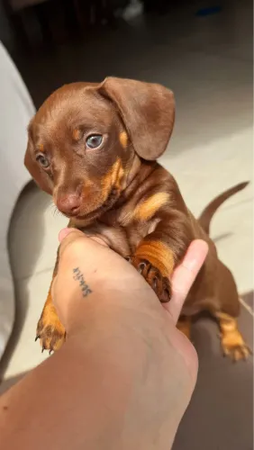  Filhotes de Dachshunds Fêmea - Basset - Salsicha