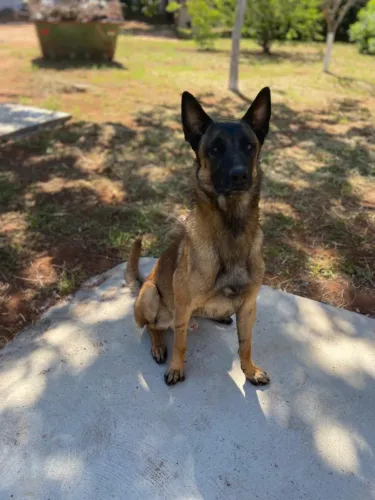 Malinois