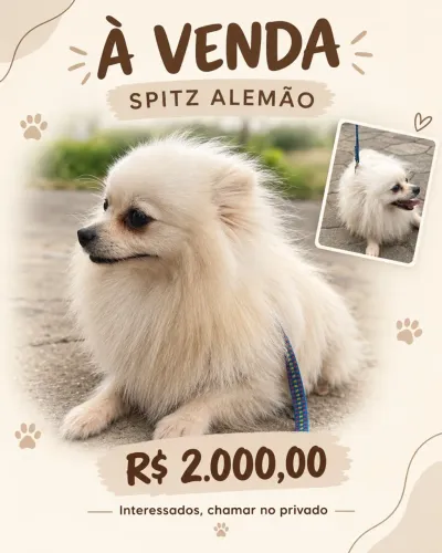 SPITZ ALEMÃO À VENDA!