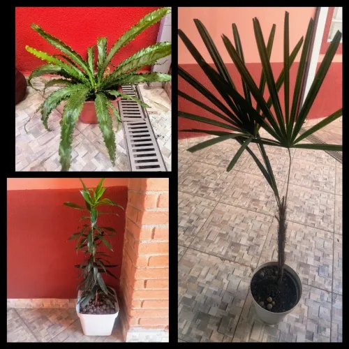 Vasos de plantas ( 20 reais cada )