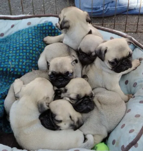 Pug Um amigo que sabe esperar