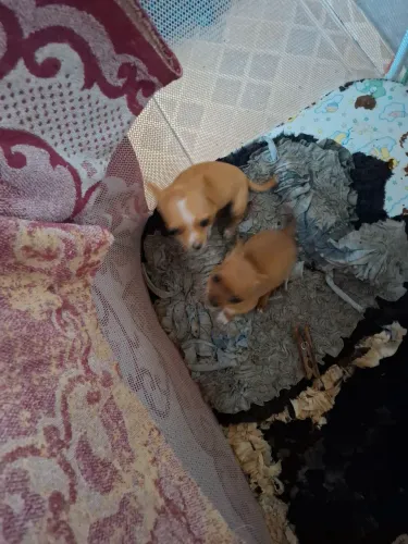Filhotes de cachorro Chiuaua 