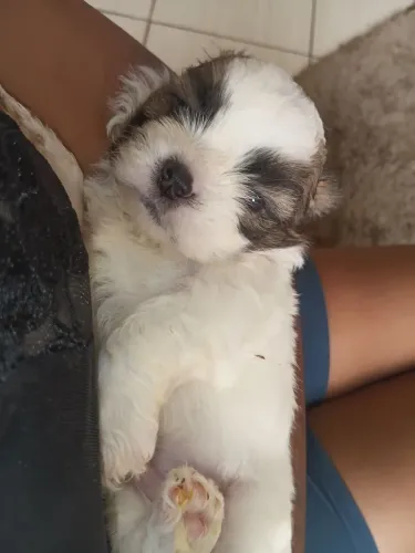Vendo shiztu micro macho