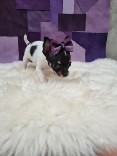 Pinscher Encantadora