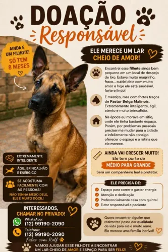 Filhote Pastor Belga Malinois 