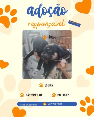 Adoção responsável de cachorrinho