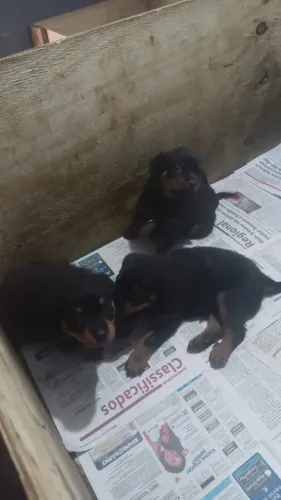 ROTTWEILER FÊMEAS À VENDA | 3 FILHOTES DISPONÍVEIS | R$ 1.500