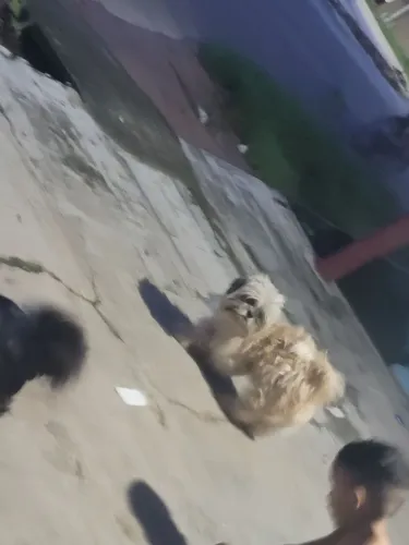Procura uma namorada da raça shitzu