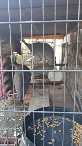 Galinhas de angolas