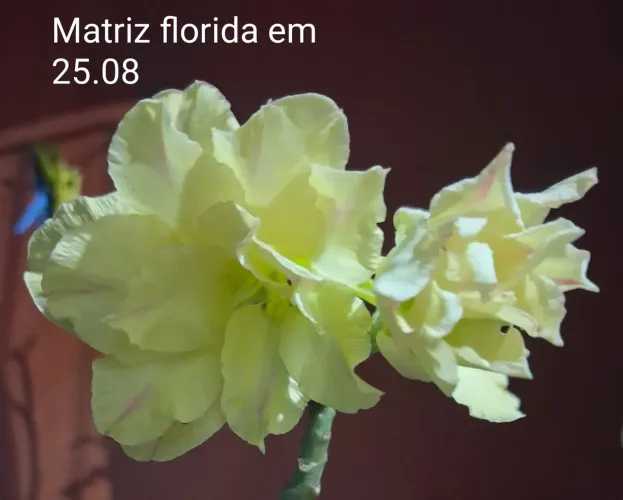 Rosa do deserto amarela disponível em 31.08 apartir da 08:00