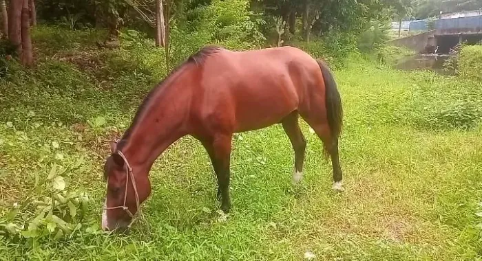 Cavalo a venda !