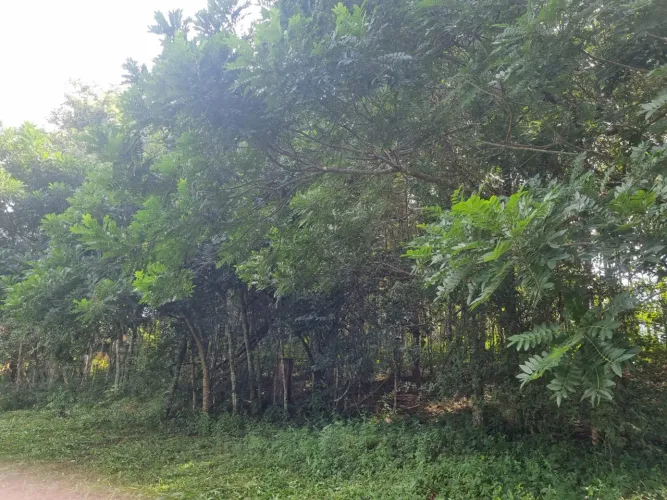 Venda Ágio Chácara Rochedo Munic Piracanjuba 