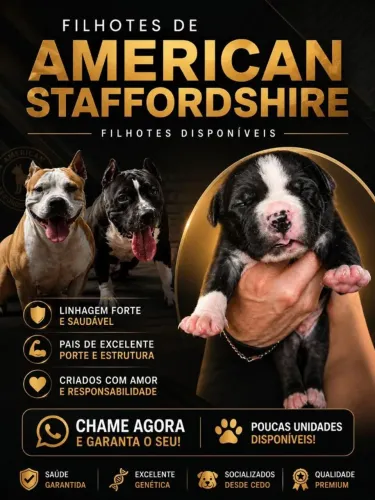 Vende-se filhotes american staffordshire
