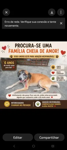 Alguém pra adotar esse Lindo cachorro ?