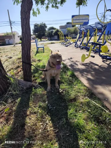 Pit Bull