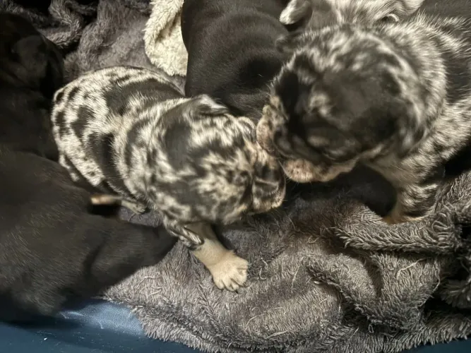 Vendo Bulldog Francês 