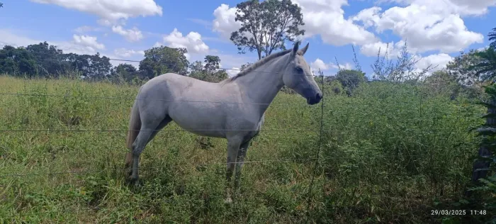 EGUA MANGALARGA MARCHADOR REGISTRADA 