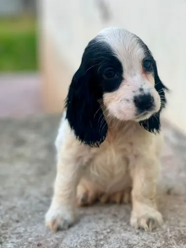 Última fêmea de cocker spaniel inglês disponível