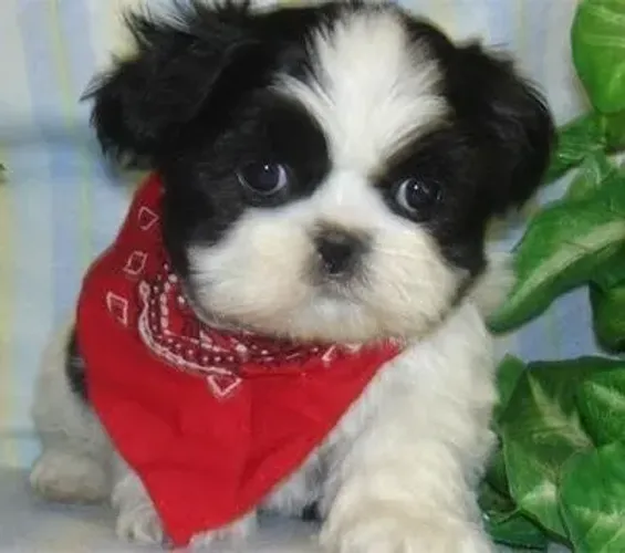 Filhotes de Shih Tzu | Pequenos peludos que fazem sorrir!