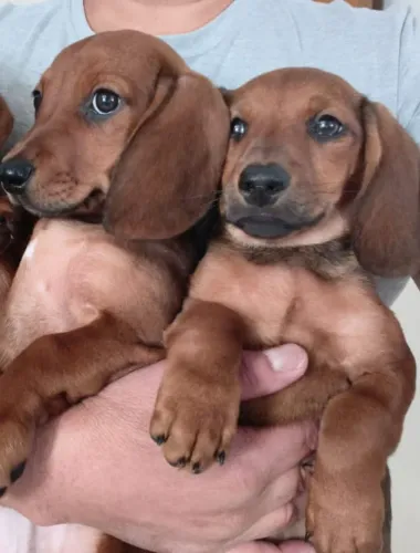 Machinhos de Basset a pronta entrega - Alfenas MG