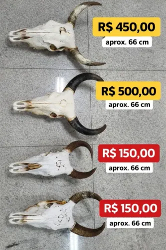 Crânio chifre cabeça de boi chifre