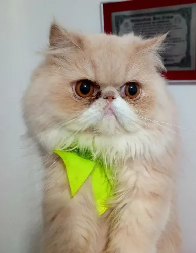 Gata persa fêmea