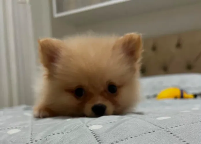 Filhote Spitz Alemão