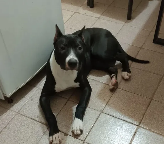 Doa-se Pitbull