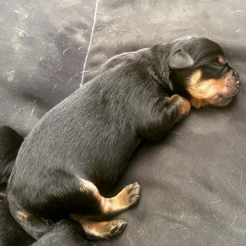 Rottweiler filhotes CBKC 
