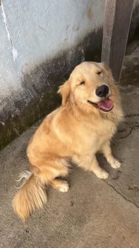 Golden Fêmea no cio $1500