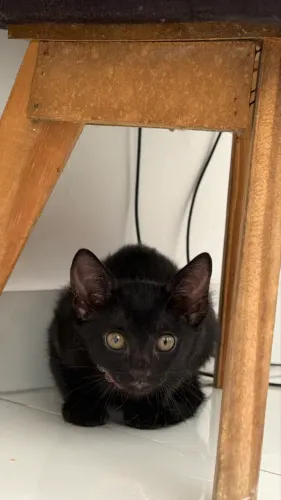 Faço doação de 2 gatinhas filhotes resgatei na rua a mãe grávida.