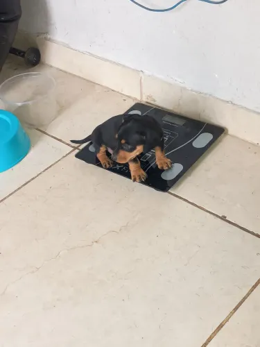 Basset dachshund