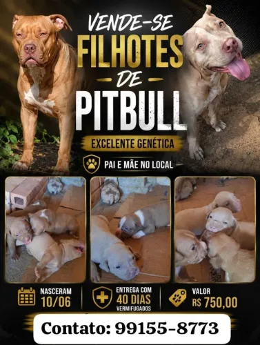 PitBull Filhotes