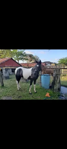 Porta manga larga / pampa de preto