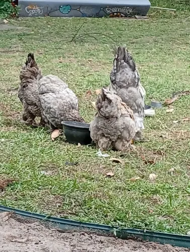 Galo e galinhas Brahma