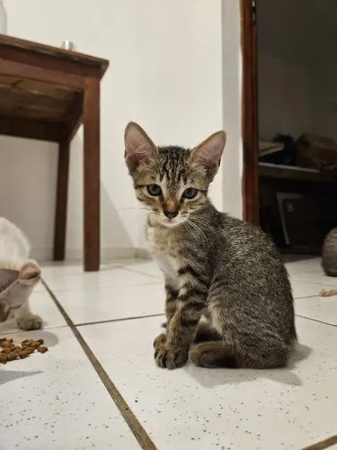 Gatinhos para adoção (Urgente)