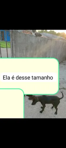 Quero doar essa cachorrinha