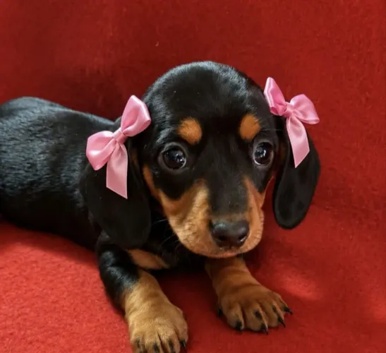 Fêmea salsichinha linda